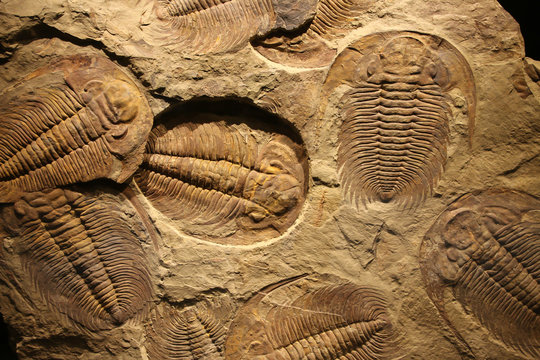 trilobites
